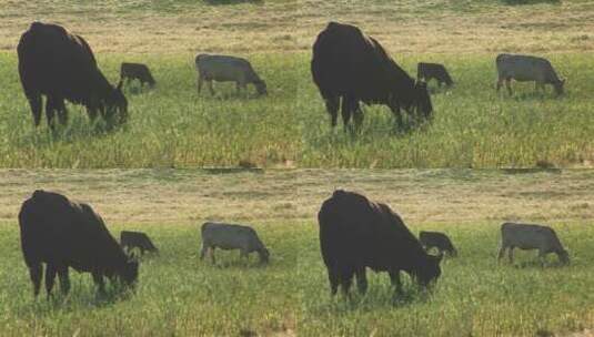 牧场上吃草的奶牛和小牛高清在线视频素材下载