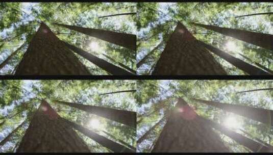 树木的低角度拍摄高清在线视频素材下载