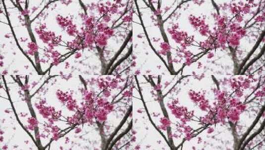 春天花朵的特写镜头高清在线视频素材下载