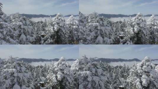 航拍湖北神农架冬季冬天阳光冰雪雪松雪景高清在线视频素材下载