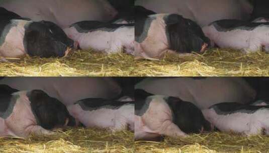 家猪养殖场高清在线视频素材下载