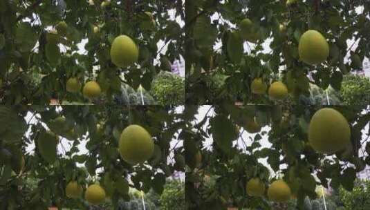 实拍成熟柚子高清在线视频素材下载
