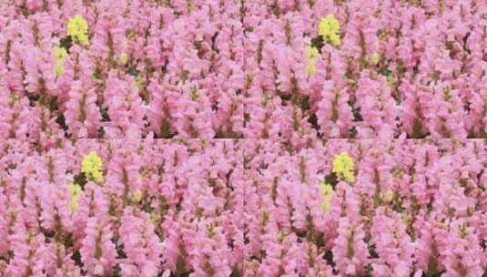 粉红色的金鱼草高清在线视频素材下载
