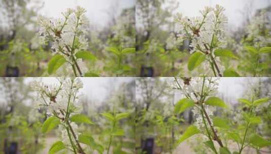 春天的花朵开放高清在线视频素材下载