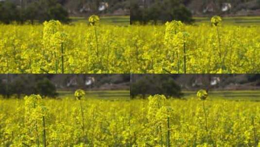 油菜花 蜜蜂采蜜 唯美油菜花高清在线视频素材下载