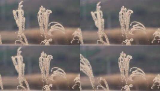 高清芦苇植物慢镜头视频素材高清在线视频素材下载
