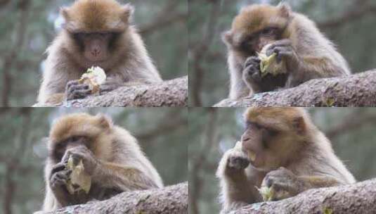 巴巴里猿在树上吃水果高清在线视频素材下载
