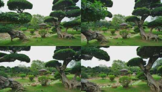 公园景观树造型高清在线视频素材下载