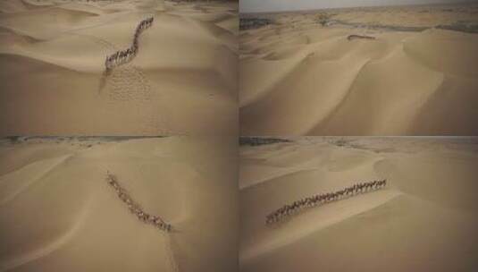 航拍沙漠骆驼队伍实拍视频高清在线视频素材下载