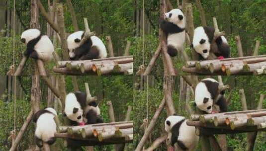 成都著名景区熊猫基地里的可爱大熊猫高清在线视频素材下载