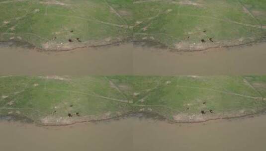 航拍河边草原散养牛羊高清在线视频素材下载