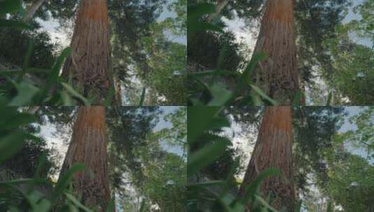 森立树木植物大树乡村 (2)高清在线视频素材下载