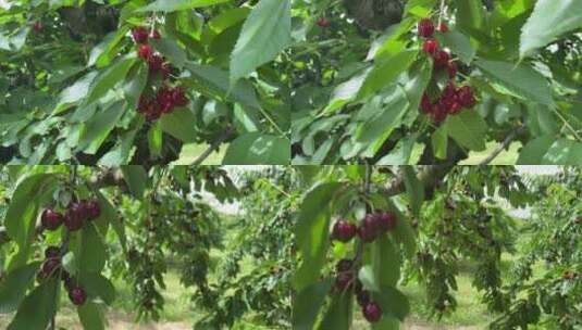 樱桃 甜樱桃 樱桃的领域 樱桃农场高清在线视频素材下载
