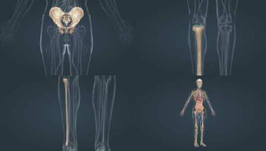 医学人体下肢骨骼介绍高清在线视频素材下载