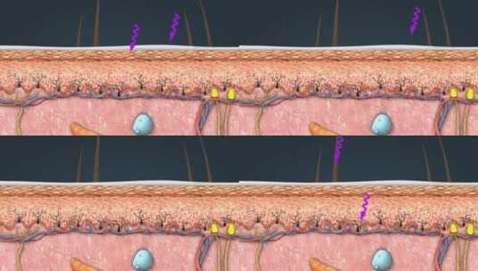 皮肤紫外线角化细胞黑素细胞黑色素医学动画高清在线视频素材下载