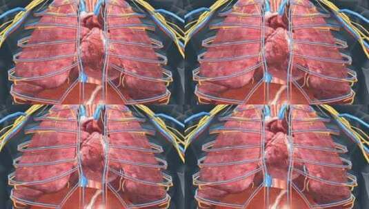 医学 人体 器官 肺脏 肺部 心脏 心跳高清在线视频素材下载