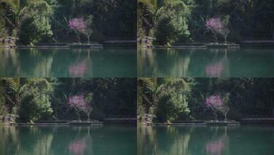 绿色湖面上的桃花高清在线视频素材下载