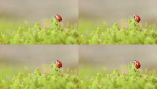 森林绿草中瓢虫的特写高清在线视频素材下载
