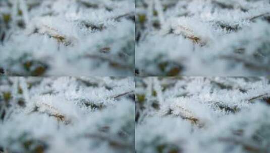 树枝上的冰霜特写高清在线视频素材下载