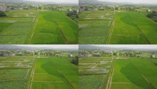 夏季绿色的水稻田高清在线视频素材下载