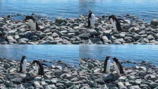 这只巴布亚企鹅在海边的鹅卵石上行走跳跃高清在线视频素材下载