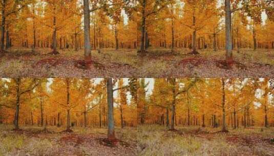 银杏树林，秋天黄色高清在线视频素材下载