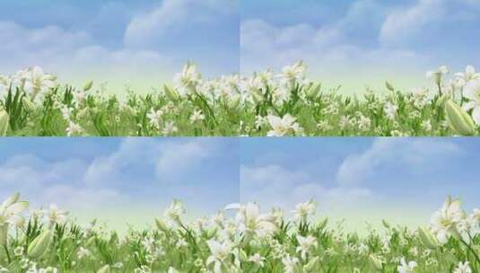 蓝天下的野菊花高清在线视频素材下载