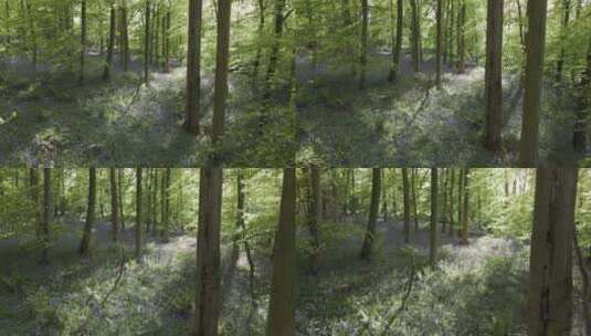 航拍森林盛开的蓝铃草高清在线视频素材下载