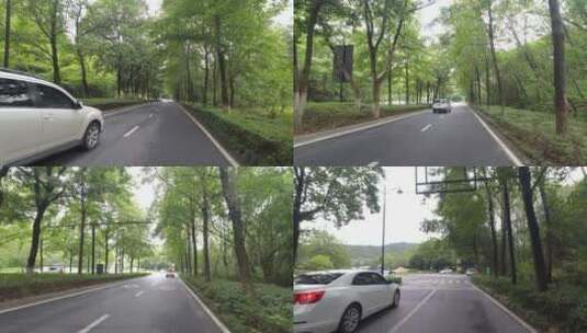 骑车在绿荫道路上高清在线视频素材下载