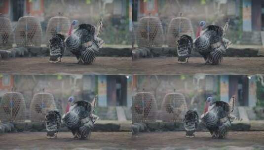巴厘岛的火鸡高清在线视频素材下载