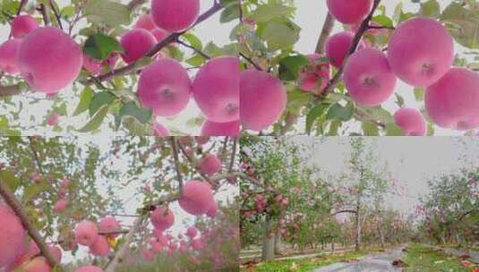 洛川苹果种植高清在线视频素材下载