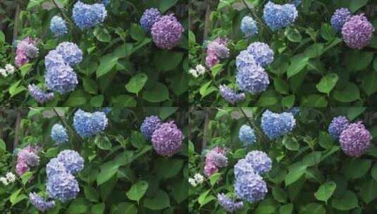 花园里的绣球花 (2)高清在线视频素材下载