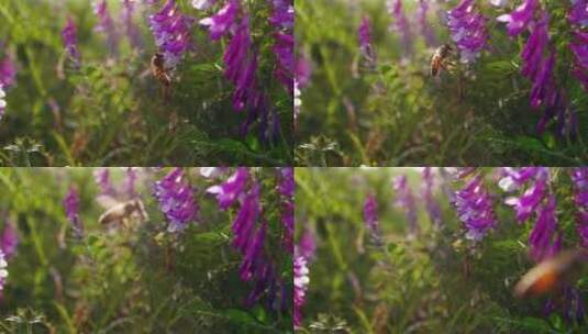 初夏夕阳下草地上野花和蜜蜂高清在线视频素材下载