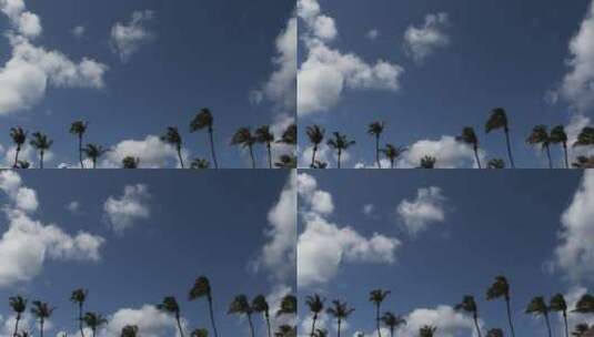 蓝天白云下的椰子树高清在线视频素材下载