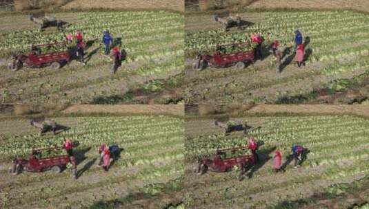 俯拍农民在田里采收大白菜装车高清在线视频素材下载