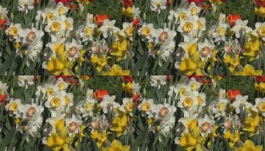盛开的水仙花高清在线视频素材下载
