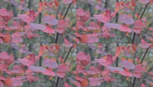 秋天在微风中摇曳的红叶高清在线视频素材下载