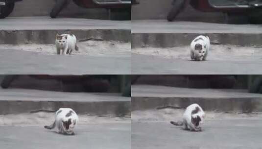 城市街头可爱流浪猫觅食警惕捕捉镜头高清在线视频素材下载