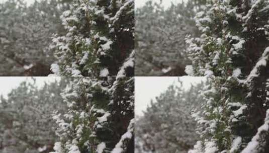 松树上的雪高清在线视频素材下载