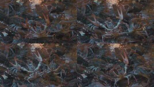 池水中的小龙虾高清在线视频素材下载