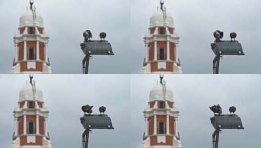 停在城市路灯屋檐上的鸟高清在线视频素材下载