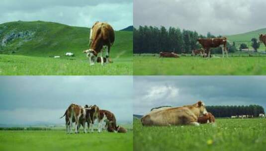 草原上的牛群3高清在线视频素材下载