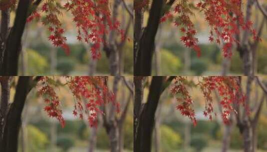 枫树树枝高清在线视频素材下载