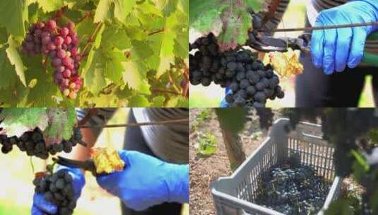 葡萄采摘种植葡萄高清在线视频素材下载