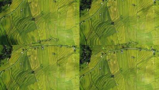 日出时的稻田航拍风景新农村建设美丽扶贫乡高清在线视频素材下载