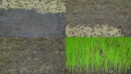 合集-水稻种子培育合集高清在线视频素材下载