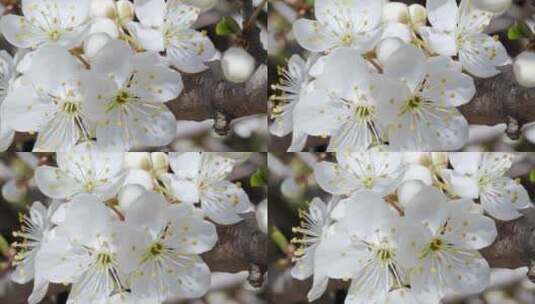 盛开的梨树。梨树上的白花。高清在线视频素材下载