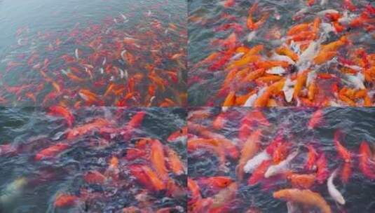 中国锦鲤观赏鱼高清在线视频素材下载
