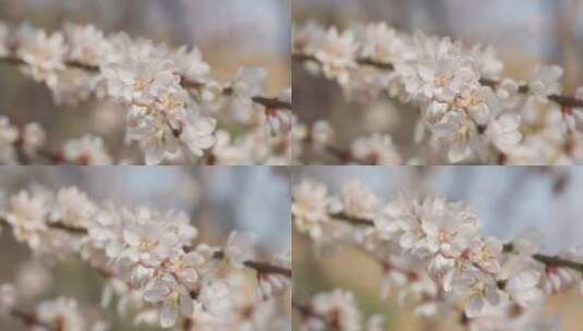 盛开花朵蜜蜂采蜜蝴蝶飞舞高清在线视频素材下载