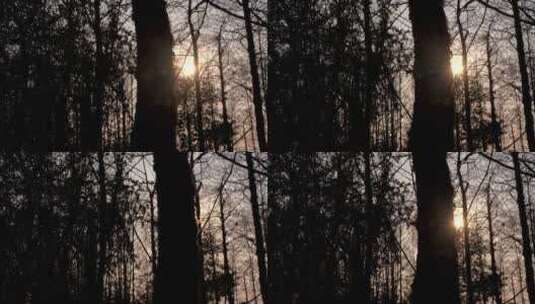 4K日落光芒逆光拍摄树林高清在线视频素材下载
